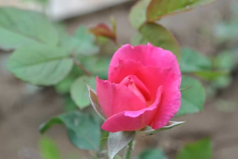 ����һ֧������ ��Ӱ�L���^(q��)���[����